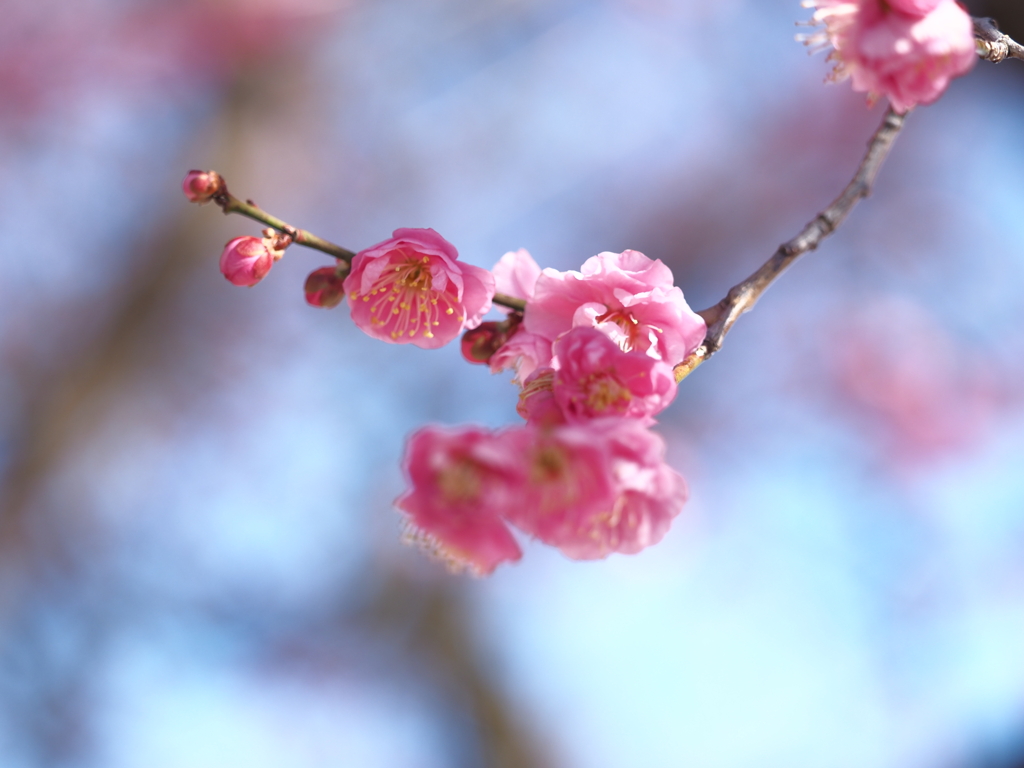 春を待つ