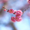 春を待つ
