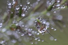 雨滴の宝石