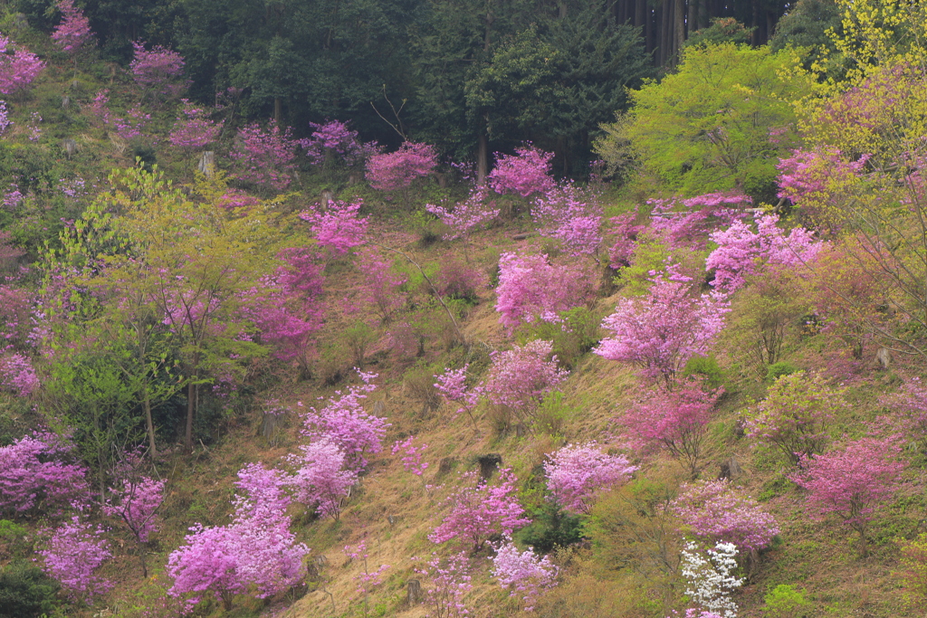 春爛漫