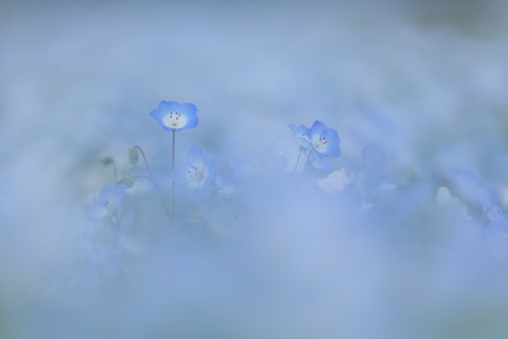 霧の彼方
