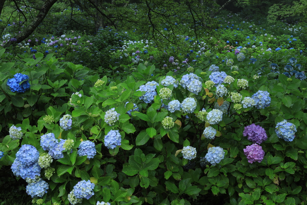 紫陽花の園