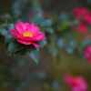山茶花