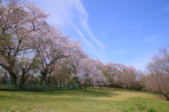 桜の園