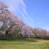 桜の園