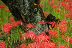 曼殊沙華