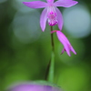 花の名前を聞かれても・・・