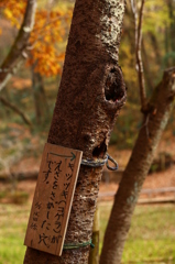 名鳥（工）キツツキ彫刻