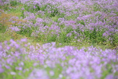 花園