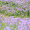 花園