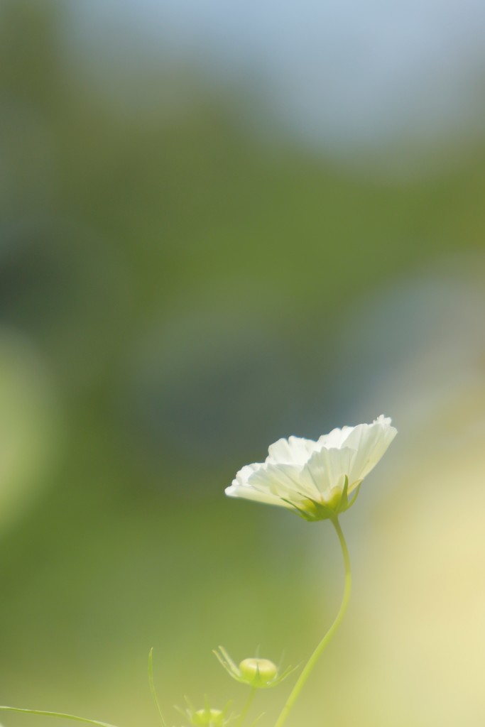 秋桜