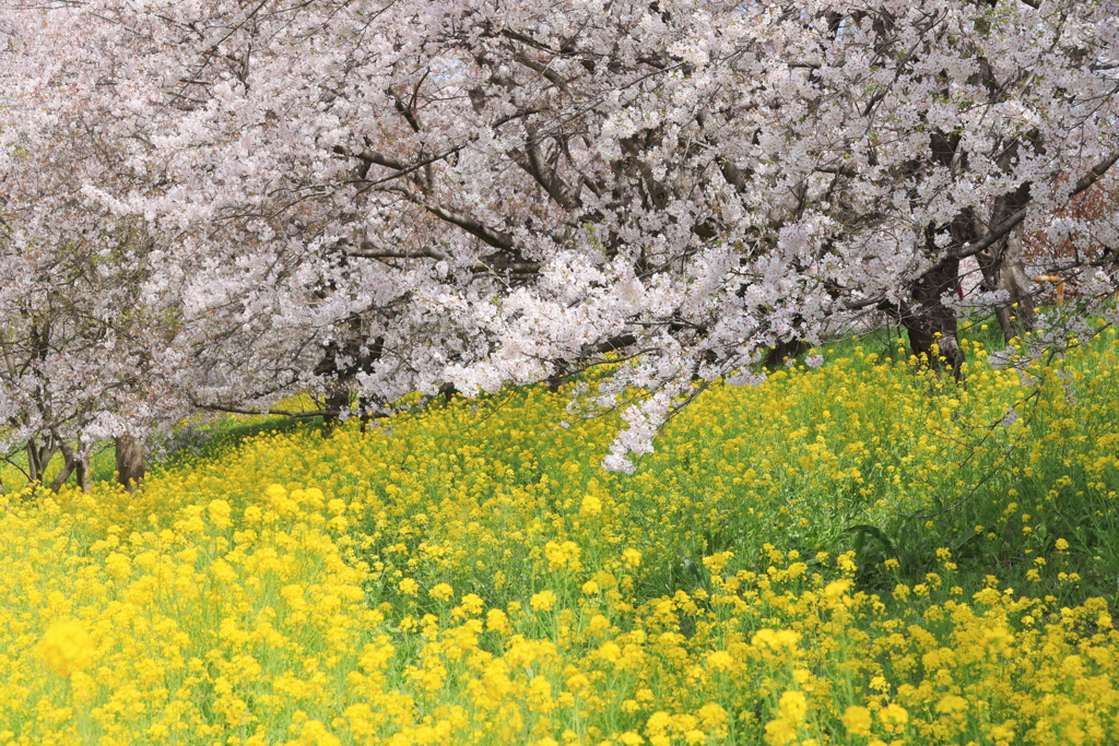 花見Ⅱ
