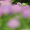雨の季節Ⅷ