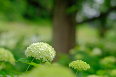 紫陽花