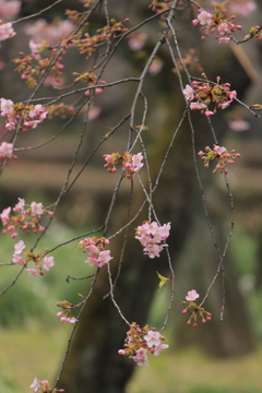 一足早く花見
