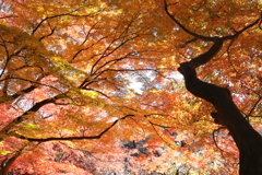 モミジ山の秋