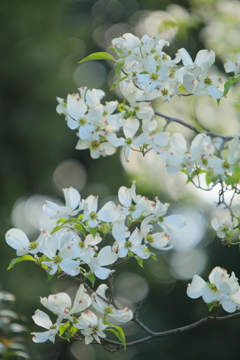 花嫁衣裳