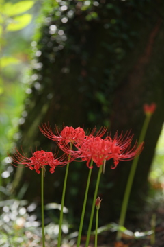 彼岸花