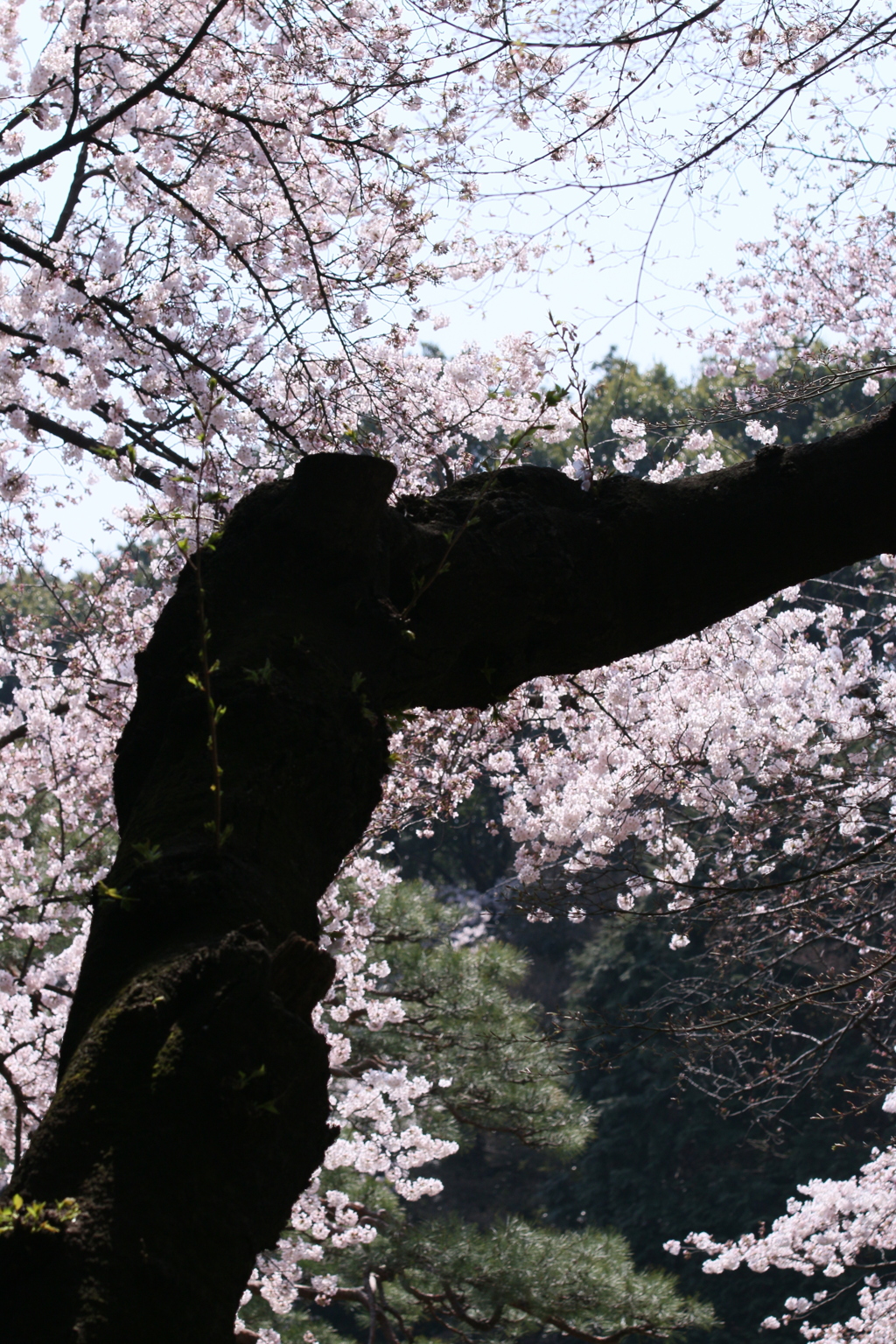 御苑桜