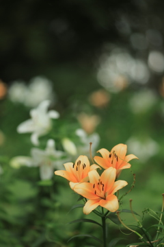 花園