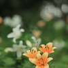 花園