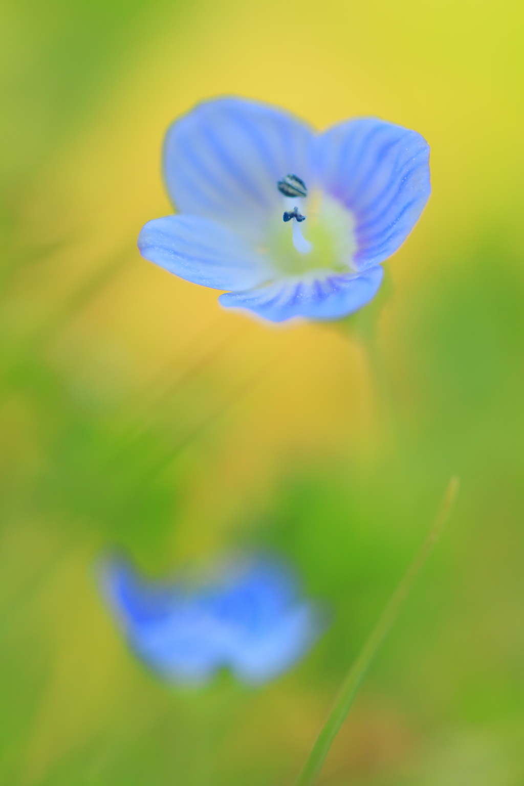 春の喜び