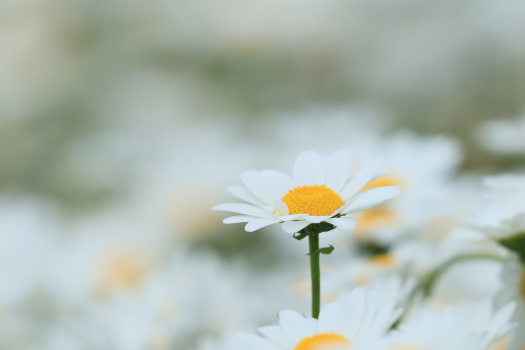 路傍の花