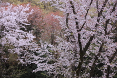 里山の春Ⅱ