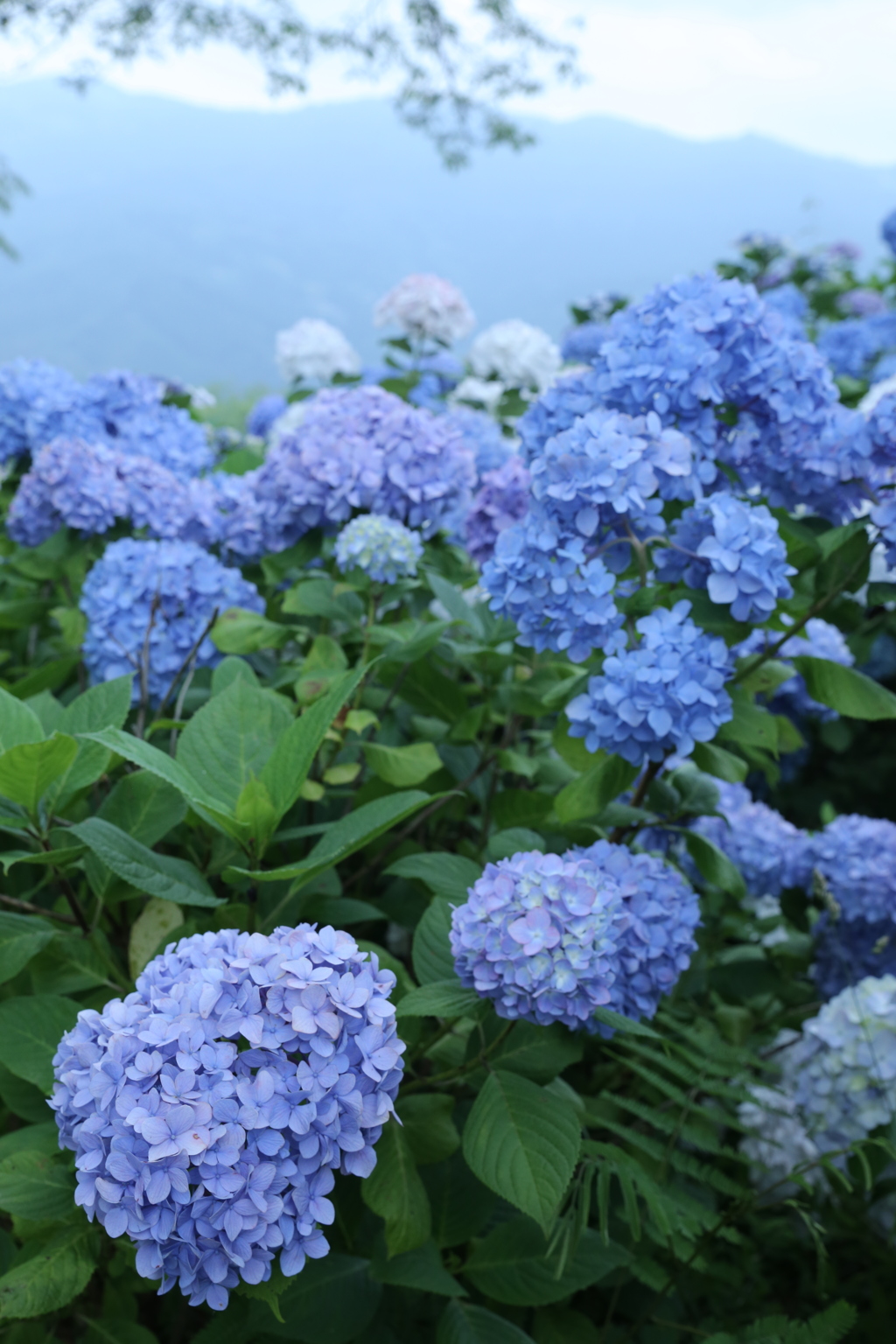 紫陽花山