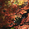 秋の彩ⅩⅠ