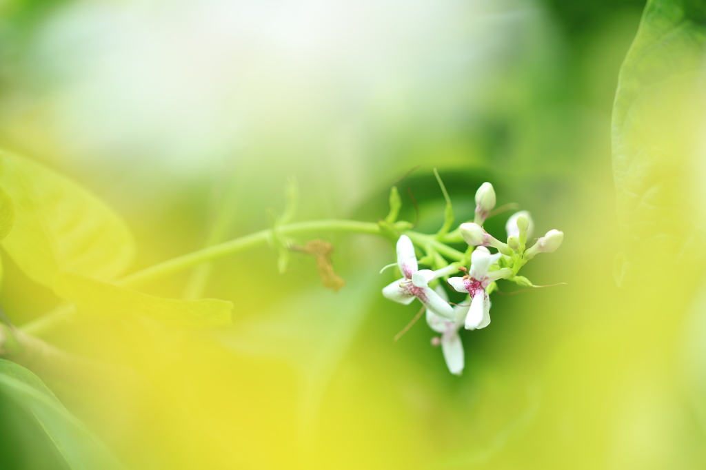 花窓