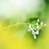 花窓