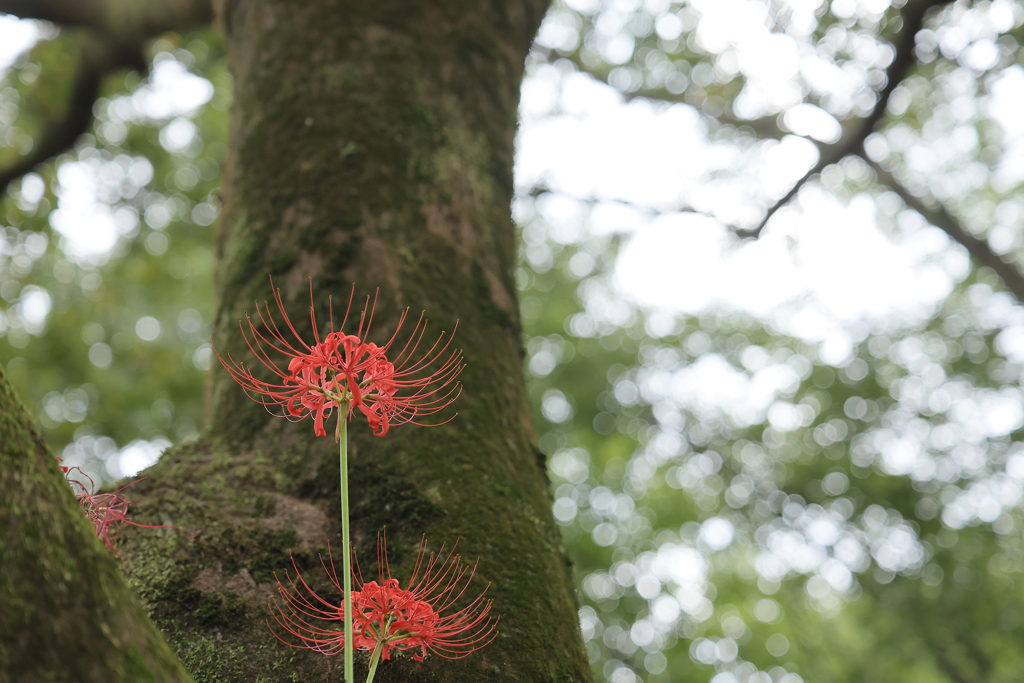 木登り彼岸花