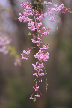 枝垂れ桜