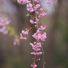 枝垂れ桜