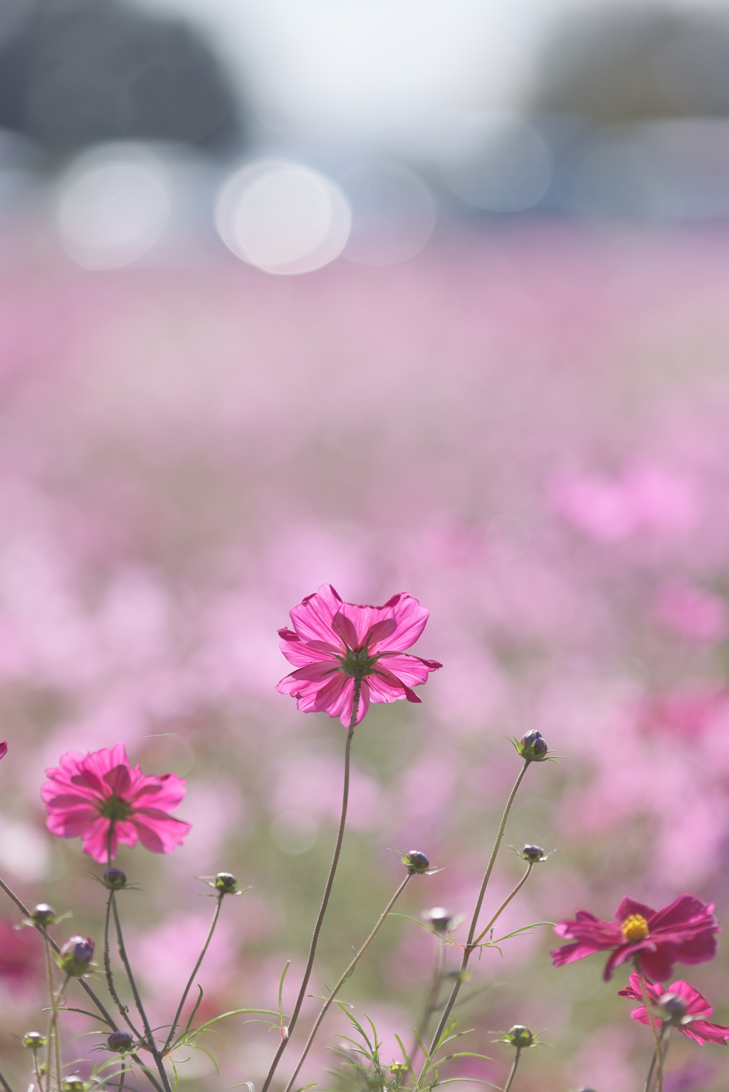 秋の花園Ⅶ