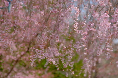 春爛漫