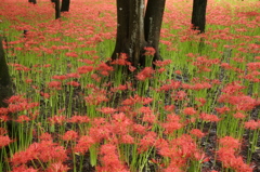 曼珠沙華