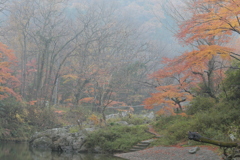 朝靄の紅葉