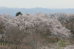 春のひとコマ