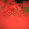 曼殊沙華Ⅳ