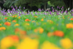 梅雨を忘れる