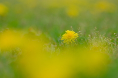 春の野辺