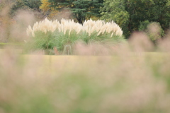 秋らしからぬ風情