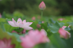 悠然Ⅱ