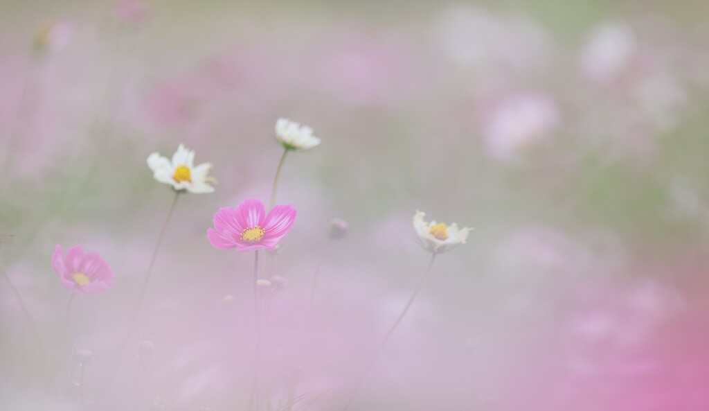 秋日和