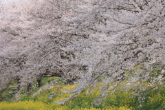 春爛漫