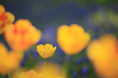 花園