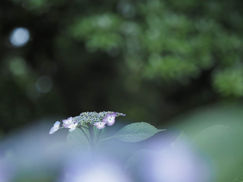 雨の季節ⅩⅢ