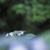 雨の季節ⅩⅢ